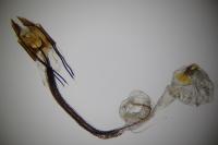 Coleophora alcyonipennella