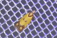 Agapeta zoegana