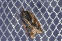 Acleris umbrana