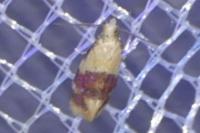 Diceratura ostrinana