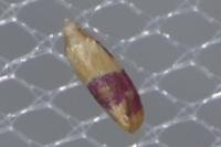 Diceratura ostrinana