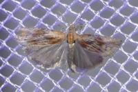 Eucosma gr. cana