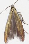Coleophora alcyonipennella