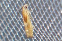 Eucosma gr. cana