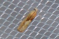 Eucosma gr. cana