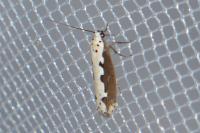 Ethmia bipunctella
