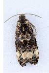 Endothenia oblongana
