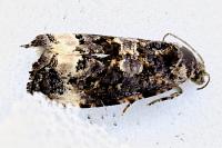 Endothenia oblongana