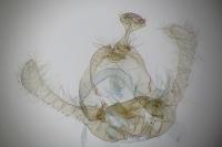 Endothenia oblongana