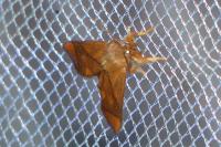 Apoda limacodes