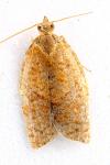 Clepsis consimilana