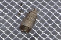 Cydia pomonella
