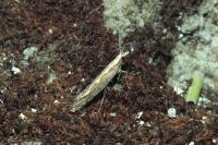 Plutella xylostella