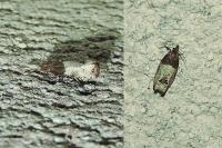 Spilonota ocellana