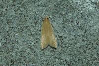 Helcystogramma rufescens