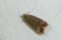 Anacampsis timidella