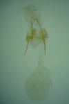 Anacampsis timidella