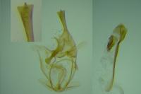 Alucita cymatodactyla
