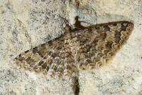Alucita cymatodactyla