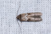 Blastobasis glandulella
