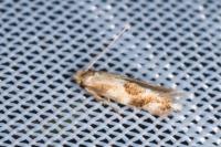 Bucculatrix ulmella