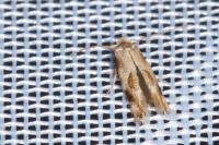 Bucculatrix ulmella