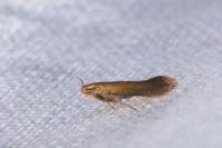 Tischeria