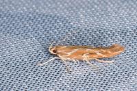 Pyroderces argyrogrammos