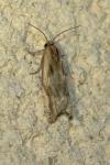 Eucosma cana