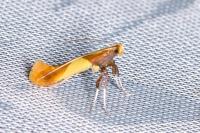 Caloptilia alchimiella/robustella