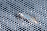 Phyllocnistis