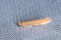 Phyllonorycter messaniella
