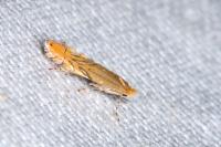 Phyllonorycter messaniella