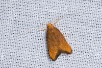 Eurodachtha pallicornella