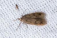 Borkhausenia nefrax
