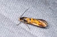 Schiffermuelleria schaefferella