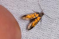 Schiffermuelleria schaefferella
