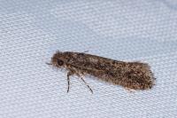Elatobia fuliginosella