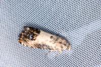 Pammene fasciana