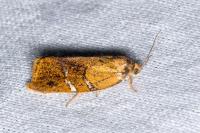 Ptycholoma lecheana