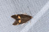 Borkhausenia minutella