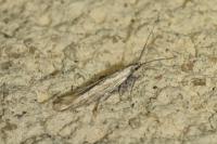 Coleophora striatipennella