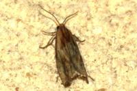 Eucosma cana