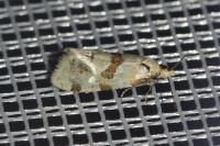 Aethes rubigana