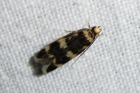 Oegoconia uralskella uralskella
