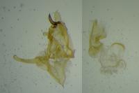 Megacraspedus lanceolellus