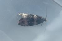 Orthotaenia undulana