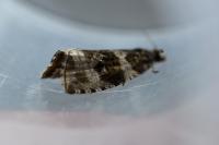 Orthotaenia undulana