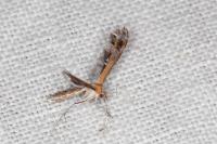 Stangeia siceliota