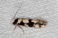 Neurothaumasia ankerella